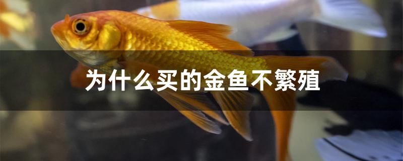 为什么买的金鱼不繁殖 其他宠物