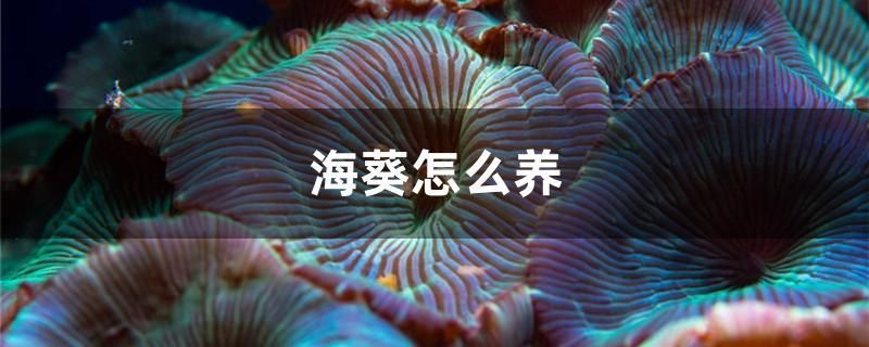 海葵怎么养