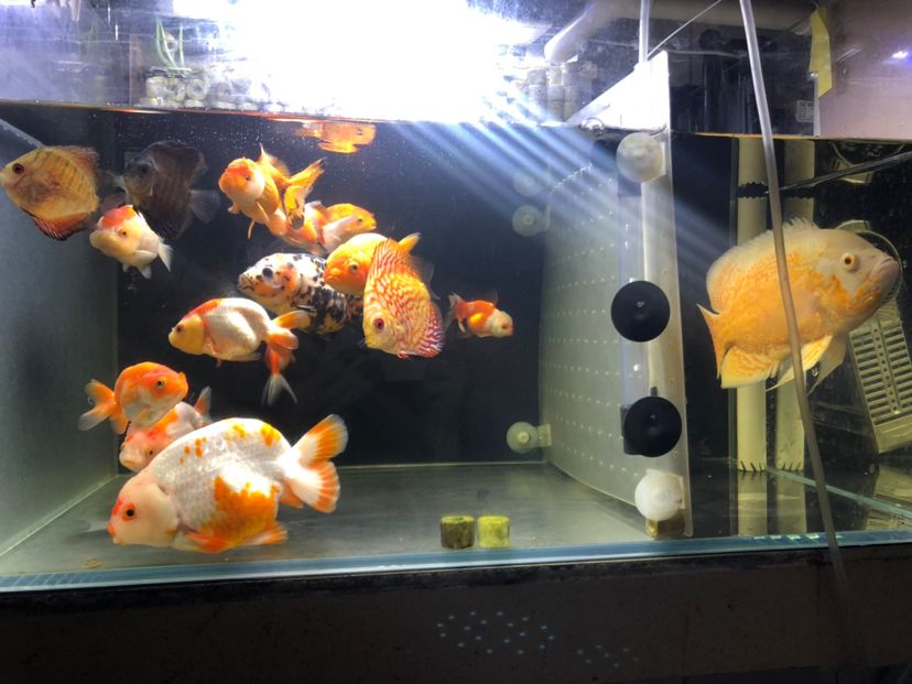 西安市新城区海丽雅水族店