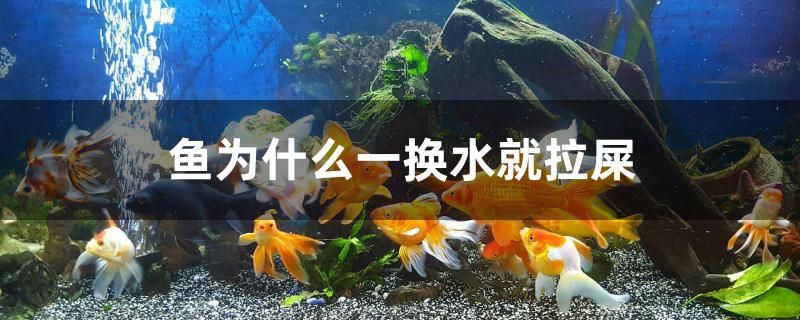 鱼为什么一换水就拉屎 黄金达摩鱼