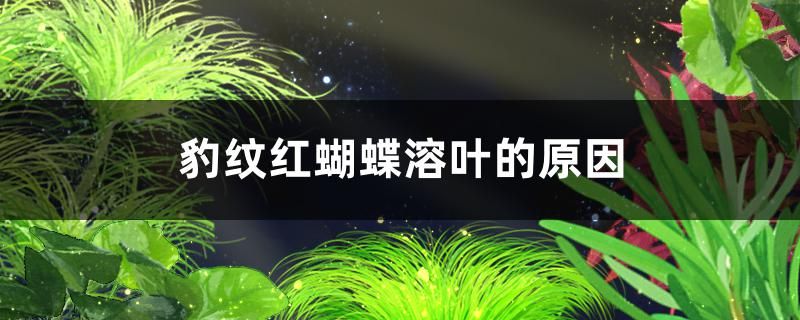 豹纹红蝴蝶溶叶的原因是什么怎么解决