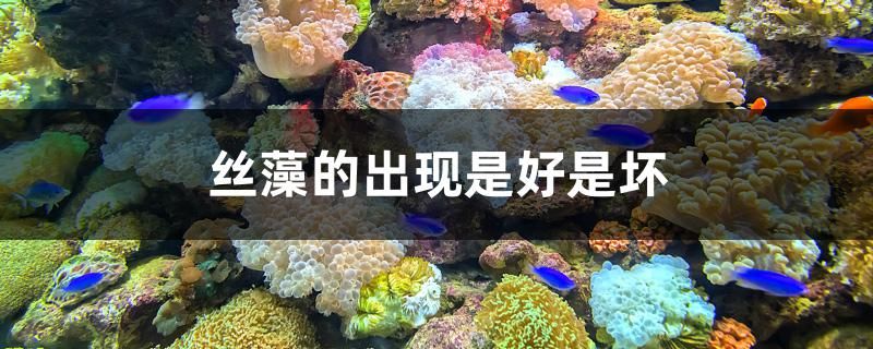 丝藻的出现是好是坏 泰国虎鱼（泰虎）