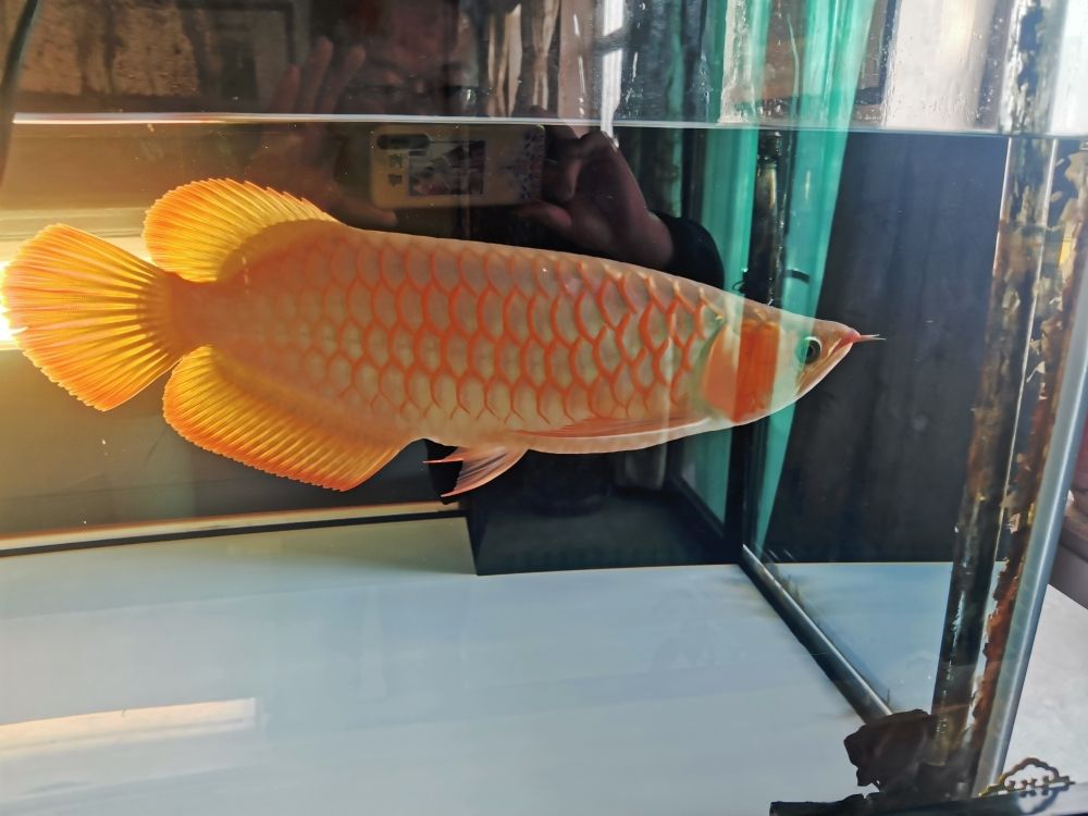 白碱滩龙鱼水族店(白碱滩龙鱼水族店地址) 罗汉鱼 第2张