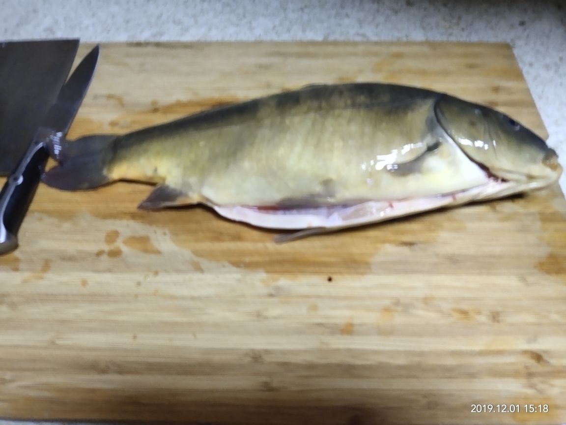 肉食动物 观赏鱼论坛 第1张