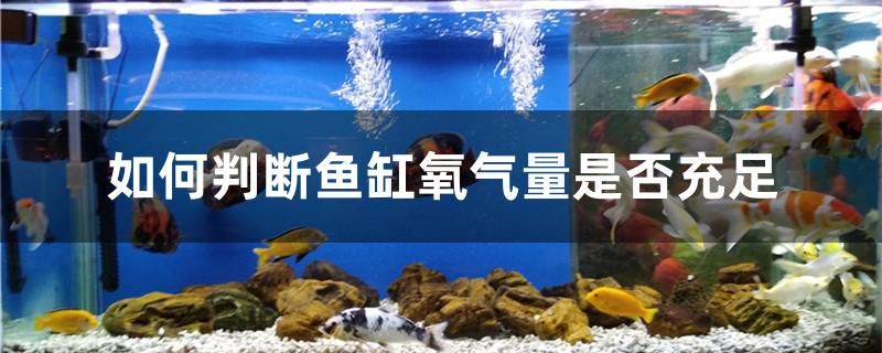 如何判断鱼缸氧气量是否充足 白玉红龙鱼