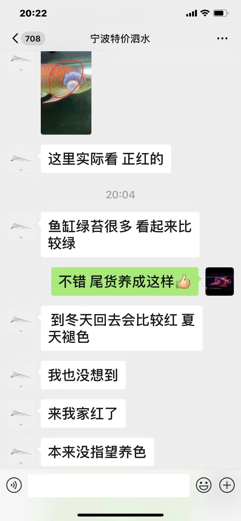 一只泗水的蜕变 观赏鱼论坛 第4张