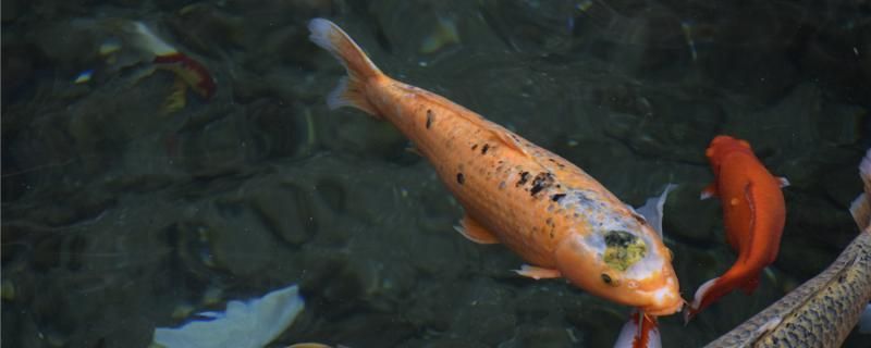 冬天锦鲤要不要喂食四季如何喂养