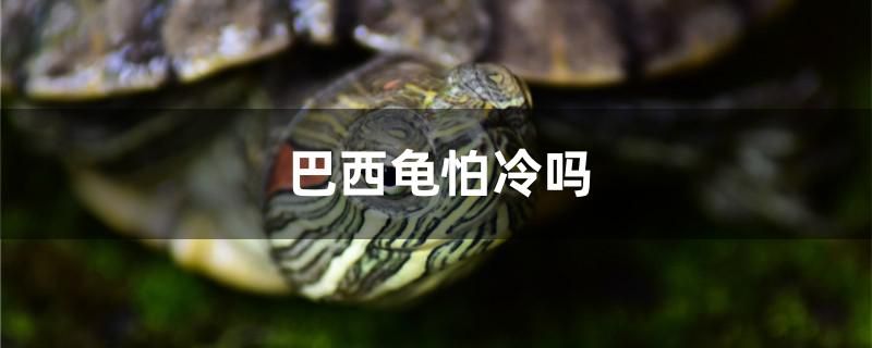 巴西龟怕冷吗 斯维尼关刀鱼