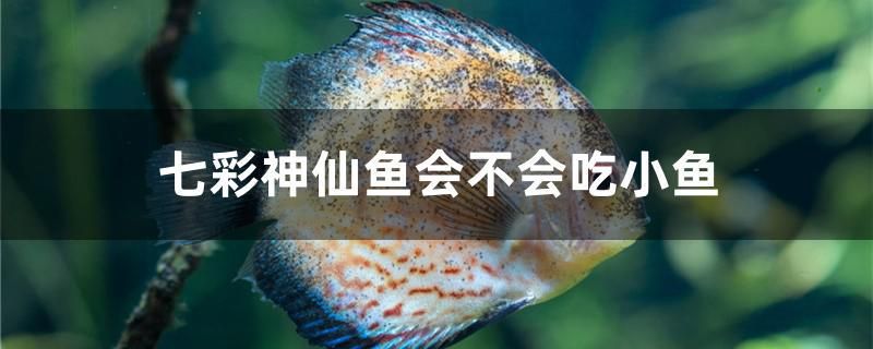 鞍山鱼缸批发市场在哪里啊多少钱（开水族馆要注意哪些事项）