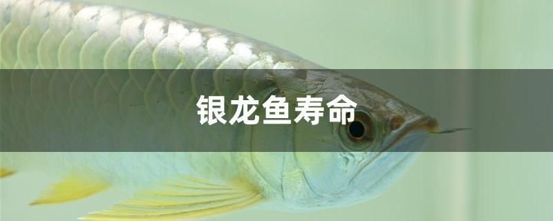 银龙鱼寿命 白玉红龙鱼