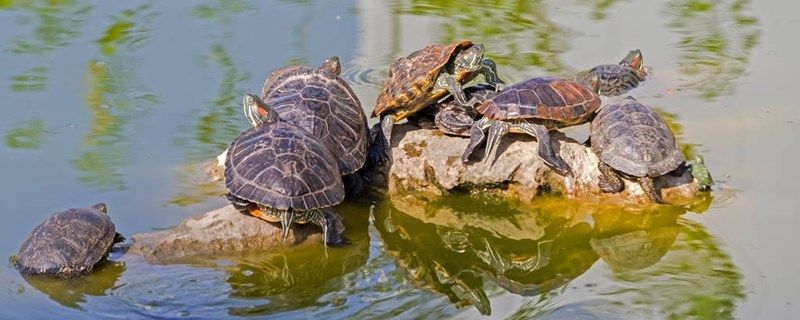 小乌龟多久脱一次壳乌龟脱壳有什么前兆 鱼缸/水族箱