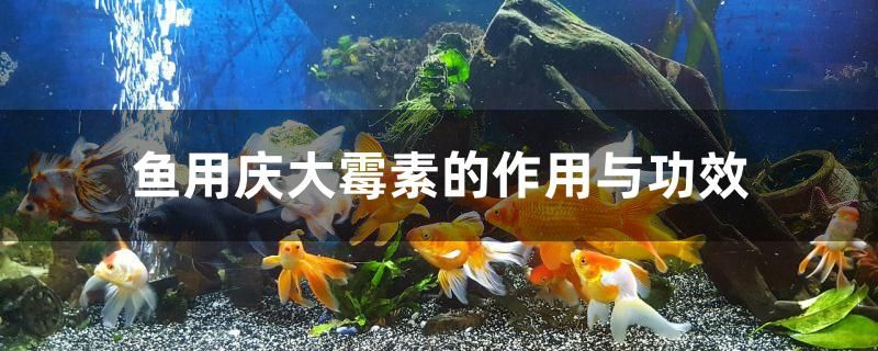 鱼用庆大霉素的作用与功效 巨骨舌鱼