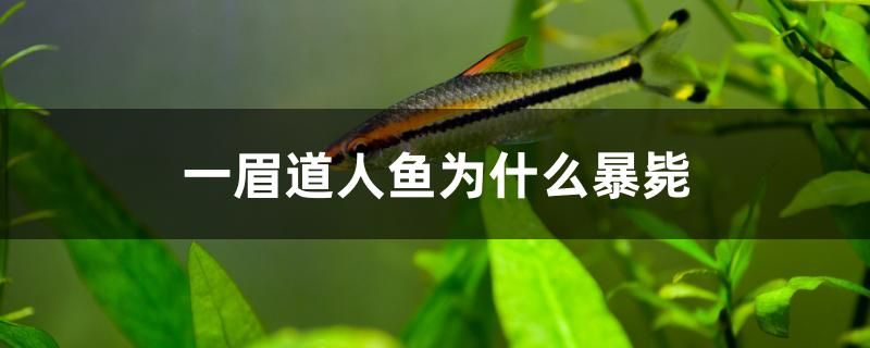 一眉道人鱼为什么暴毙 水族灯（鱼缸灯）