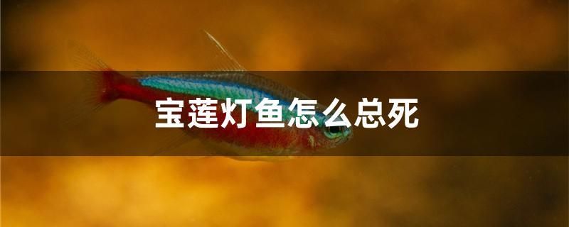 宝莲灯鱼怎么总死 鱼缸定做