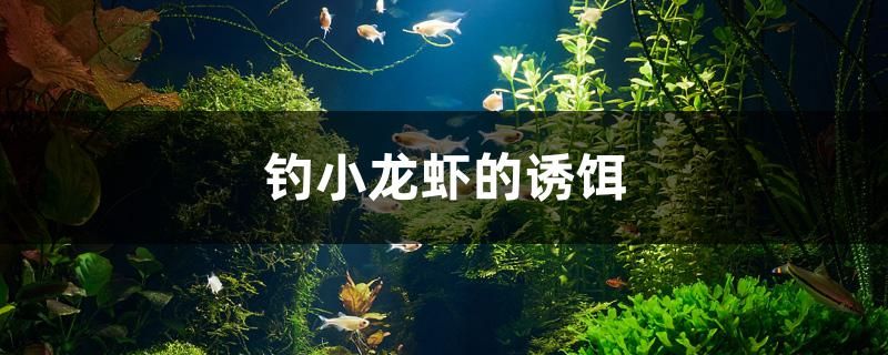 鱼缸养多少鱼好（鱼缸养多少鱼好呢） 观赏鱼