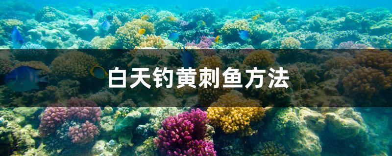 白天钓黄刺鱼方法