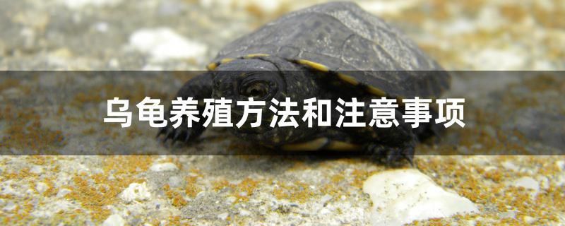 乌龟养殖方法和注意事项 水族维护服务（上门）