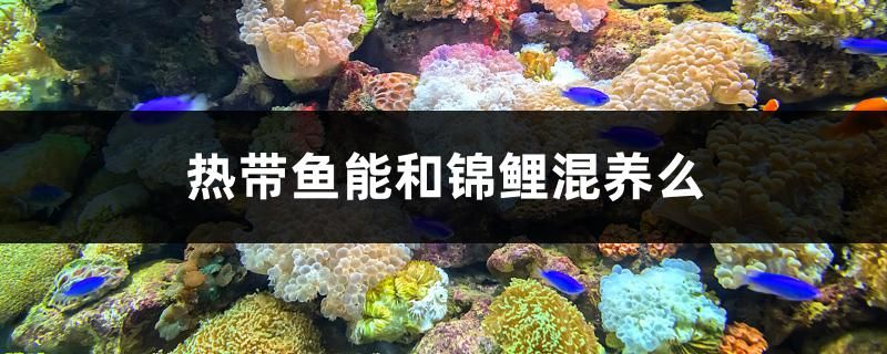 沈阳观赏鱼鱼苗繁殖基地电话号码查询（沈阳观赏鱼鱼苗繁殖基地电话号码查询是多少）