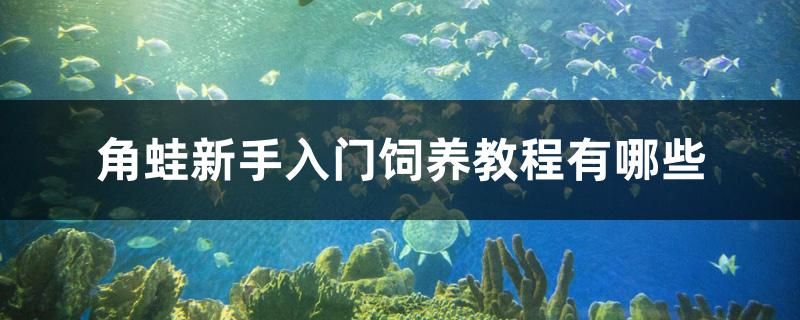 角蛙新手入门饲养教程有哪些 2024第28届中国国际宠物水族展览会CIPS（长城宠物展2024 CIPS）