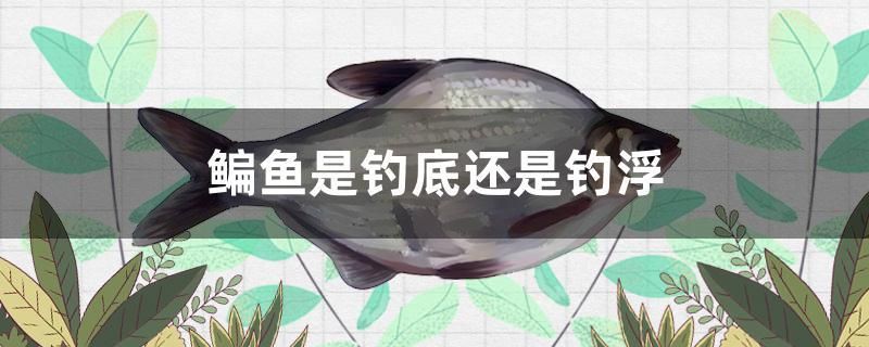 鳊鱼是钓底还是钓浮 其他品牌鱼缸