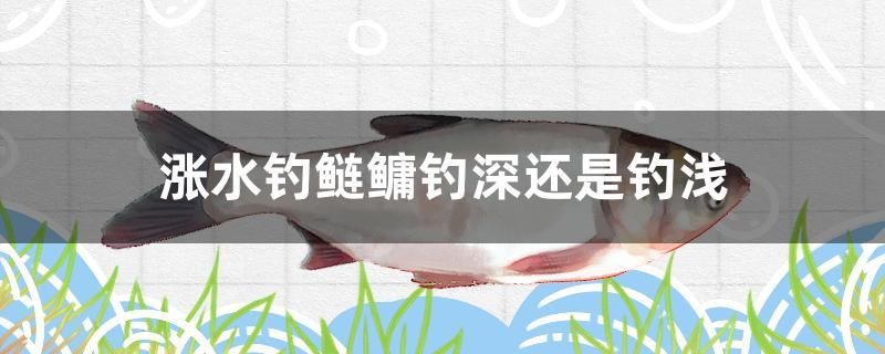 涨水钓鲢鳙钓深还是钓浅 玫瑰银版鱼