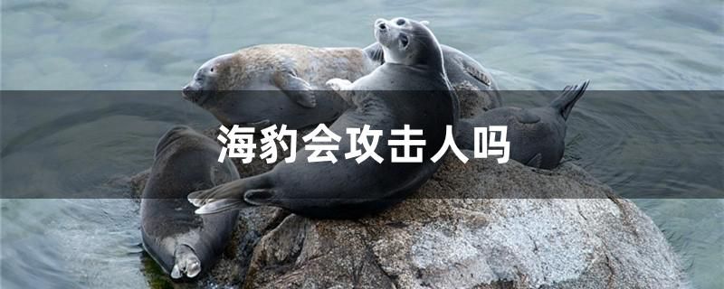 海豹会攻击人吗 图腾金龙鱼