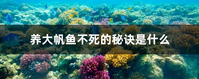 养大帆鱼不死的秘诀是什么 大湖红龙鱼