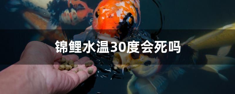 锦鲤水温30度会死吗 锦鲤鱼