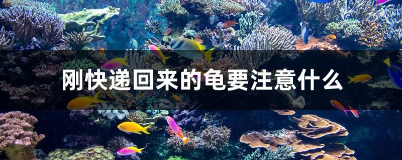 刚快递回来的龟要注意什么 巨骨舌鱼