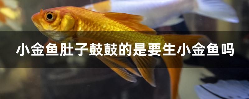 小金鱼肚子鼓鼓的是要生小金鱼吗 苏虎