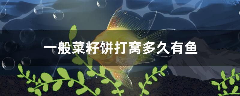 一般菜籽饼打窝多久有鱼 潜水泵