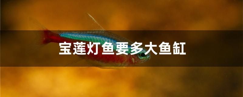 宝莲灯鱼要多大鱼缸 红白锦鲤鱼