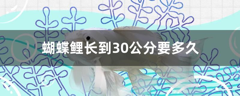 蝴蝶鲤长到30公分要多久 魟鱼百科