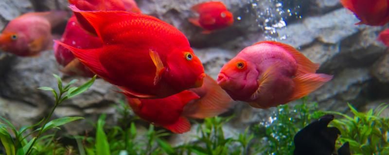 天宝水族鱼缸安装视频教程（天宝水族鱼缸安装视频教程下载） 蓝底过背金龙鱼