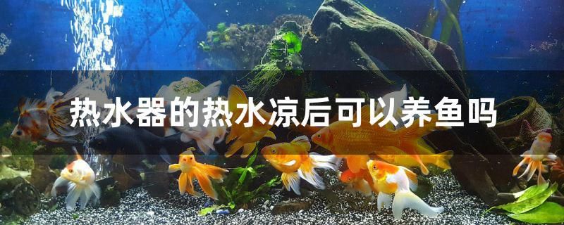 热水器的热水凉后可以养鱼吗