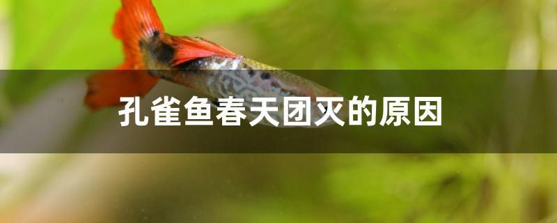 西昌水族批发市场（扬州绿洲装饰）