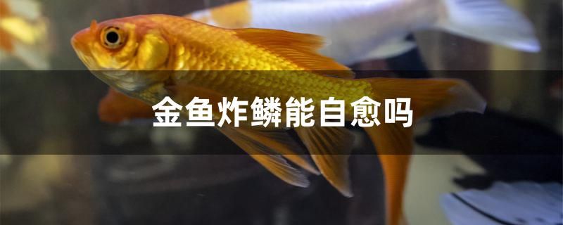 金鱼炸鳞能自愈吗 斑马鸭嘴鱼