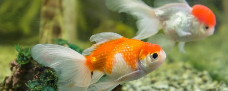 金鱼一年产卵几次鱼卵孵化需要什么水温条件 速倍妥鱼粮鱼药
