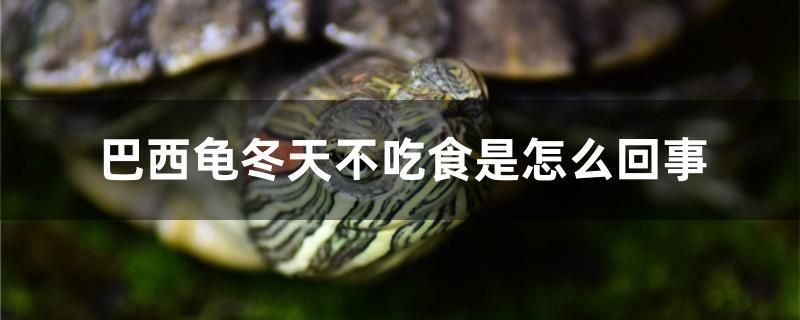 巴西龟冬天不吃食是怎么回事 2024第28届中国国际宠物水族展览会CIPS（长城宠物展2024 CIPS）