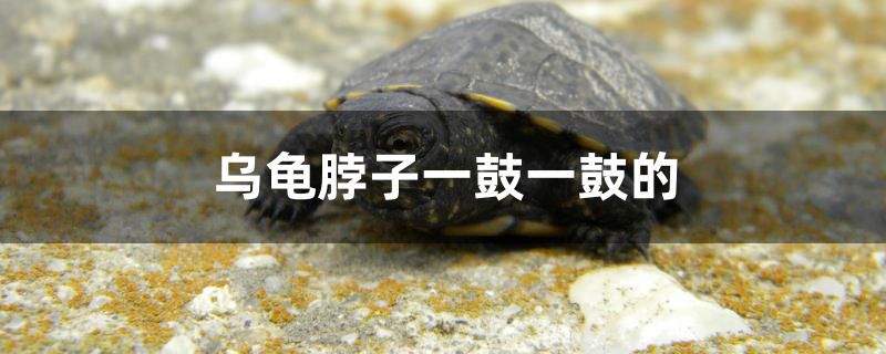 乌龟脖子一鼓一鼓的怎么回事 全国水族馆企业名录