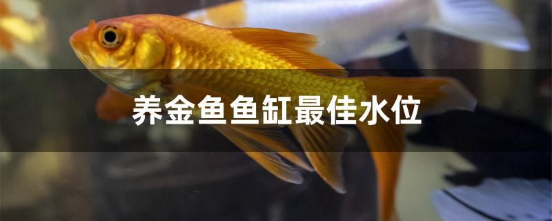 养金鱼鱼缸最佳水位 黑帝王魟鱼