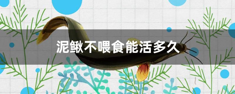 泥鳅不喂食能活多久 祥龙龙鱼专用水族灯