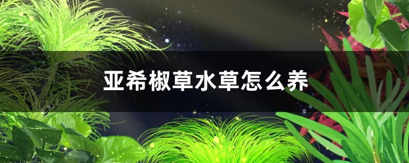 亚希椒草水草好养吗怎么养 水族品牌