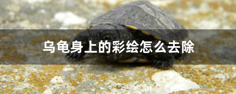 乌龟身上的彩绘怎么去除 水族品牌