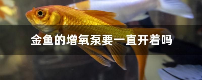 金鱼的增氧泵要一直开着吗 黄金鸭嘴鱼