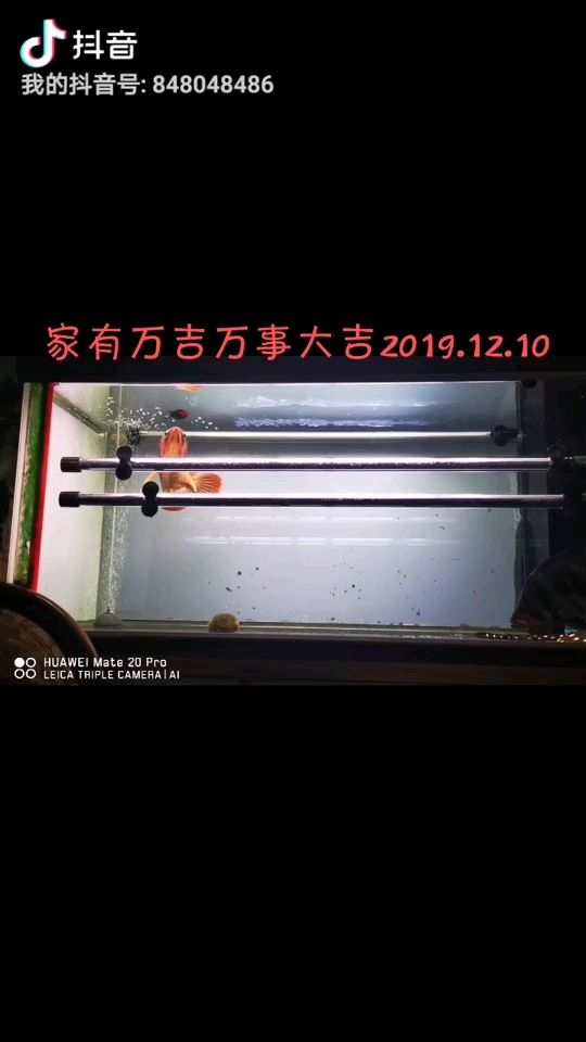 吉安县水族鱼缸批发市场电话多少号码（吉安市水产品批发市场在哪里）