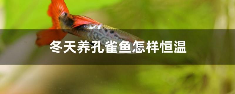 冬天养孔雀鱼怎样恒温 粗线银版鱼苗