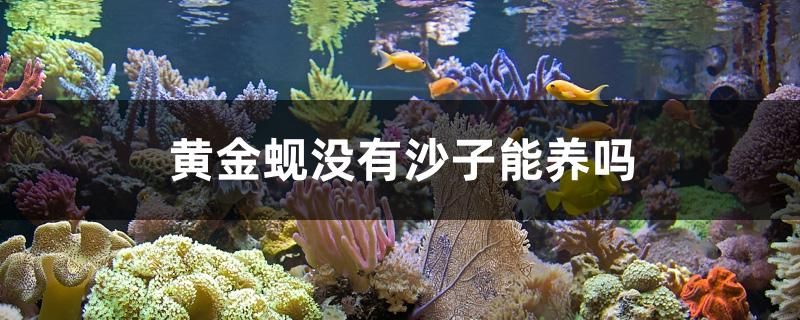 黄金蚬没有沙子能养吗 充氧泵