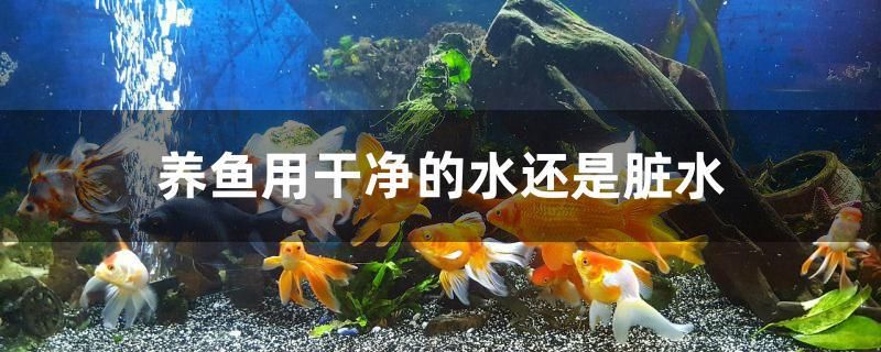 养鱼用干净的水还是脏水 斑马鸭嘴鱼