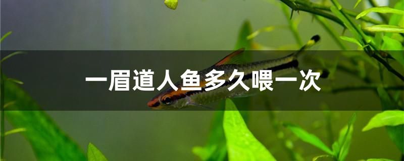 一眉道人鱼多久喂一次 魟鱼百科